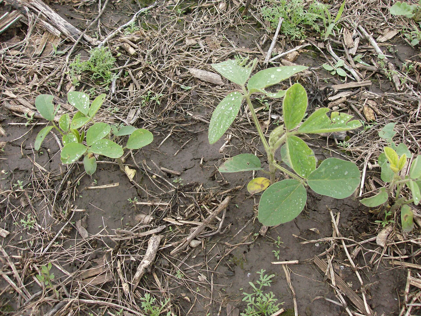 Planta de soja em estádio vegetativo